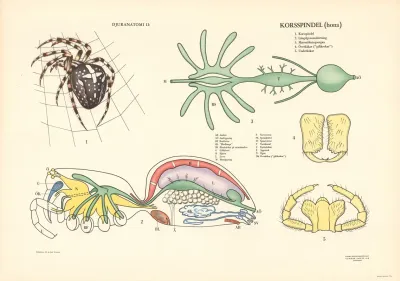 Garden Spider