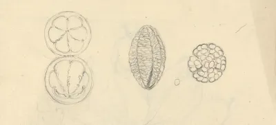 Gardenia Ternifolia