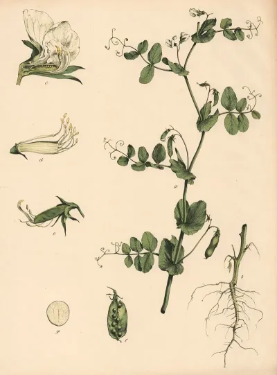 Garten Aerble