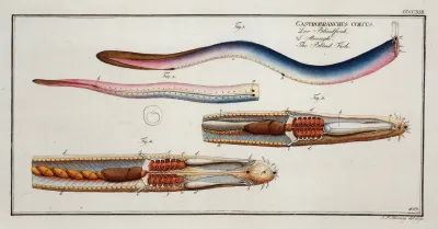 Gastrobranchus Coecus The Blind Fish