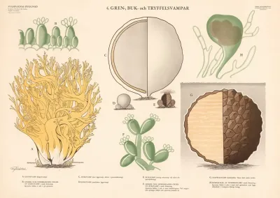 Gastroid And Truffle Fungi