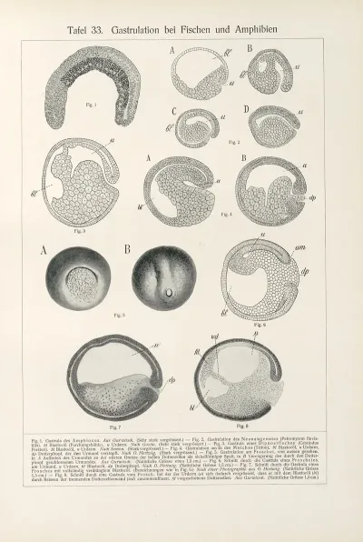 Gastrulation Bei Fischen Und Amphibien