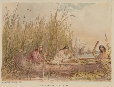 Gathering Wild Rice 2