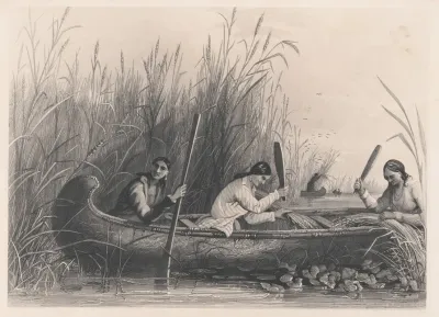 Gathering Wild Rice