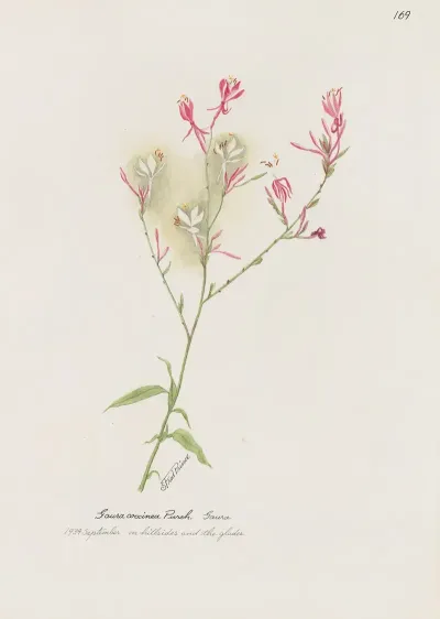 Gaura