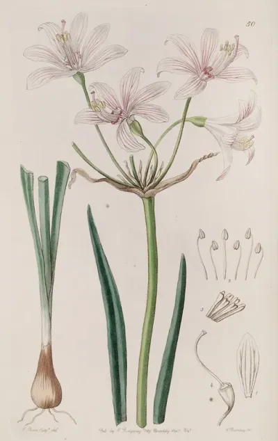 Gay Flowered Placea
