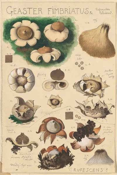 Geaster Fimbriatus