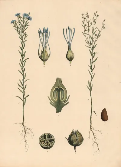 Gebauter Lein Flachs