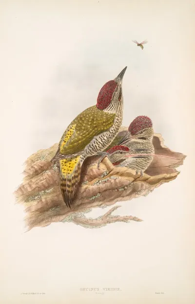 Gecinus Viridis Young Green Woodpecker Or Yaffle Young