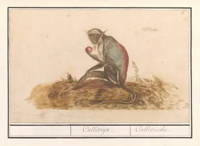 Geelgroene Meerkat Chlorocebus Sabaeus Callitrijx Callitriche