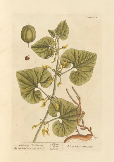Geeping Birthwort
