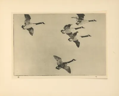 Geese 3
