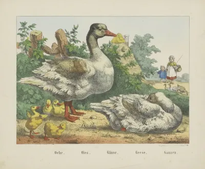 Geese 4