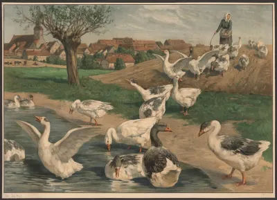 Geese 5