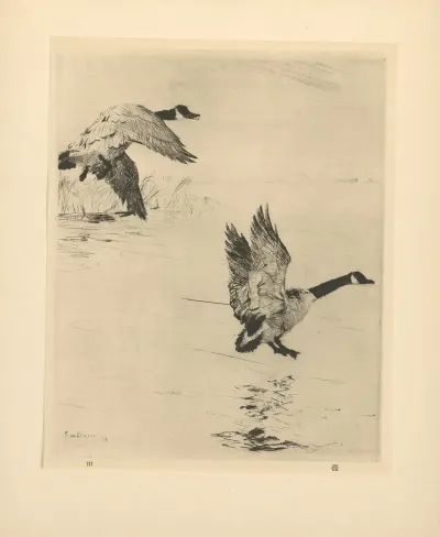 Geese Alighting