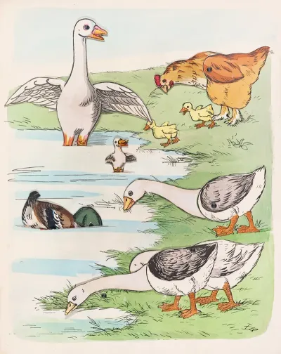 Geese Ducks And Chickens
