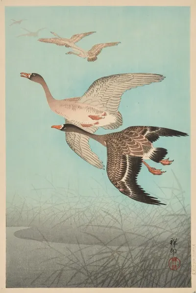 Geese Flying Over Reed