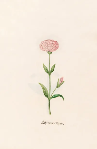 Gef Marien Rosslein