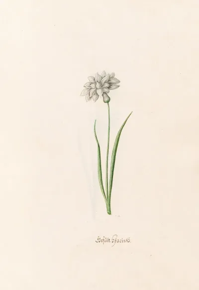 Gefult Hyacints
