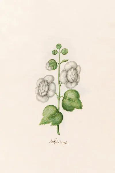 Gefulte Pappel
