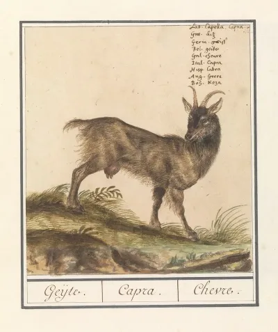 Geit Capra Hircus Geijte Capra Chevre