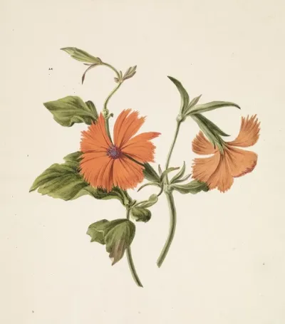 Gele Chinese Roos Rosa Chinensis Lutea