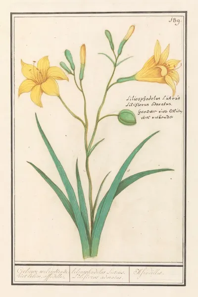 Gele Lelie Lilium