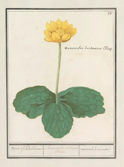 Gele Plomp Nuphar Lutea Water Gouds Bloeme Ranunculus Lusitanus Clusii Renoncule De Marais