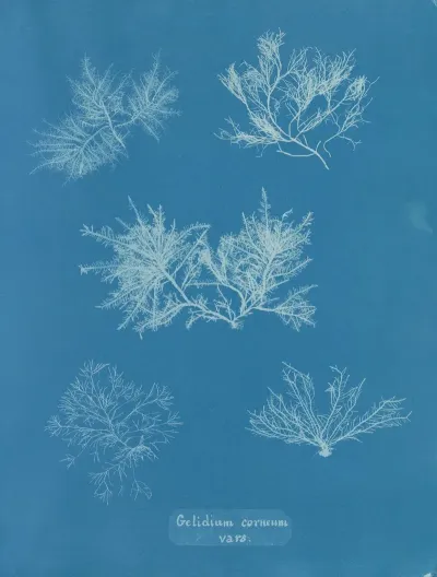 Gelidium Corneum Vars 2