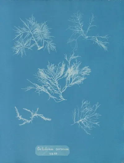 Gelidium Corneum Vars