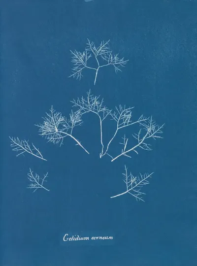 Gelidium Corneum