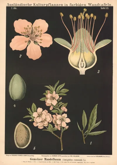 Gemeiner Mandelbaum Amygdalus Communis L