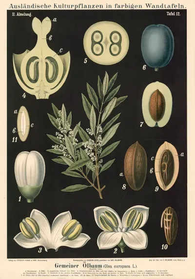 Gemeiner Olbaum Olea Europaea L