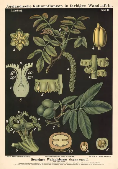Gemeiner Walnussbaum Juglans Regia L
