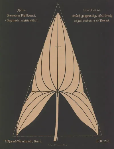 Gemeines Pfeilkraut Sagittaria Sagittaefolia