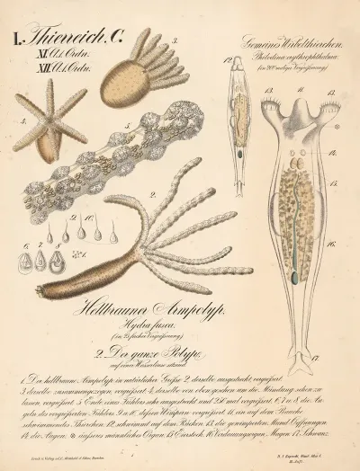Gemeines Wirbelthierchen Philodina Crythrophtalma Hellbrauner Armpolyp Hydra Fusca Den Ganze Polype Auf Einer Wasserlinse Sitzend