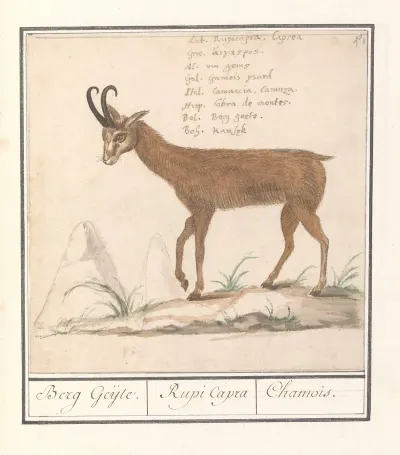 Gems Rupicapra Rupicapra Berg Geijte Rupi Capra Chamois