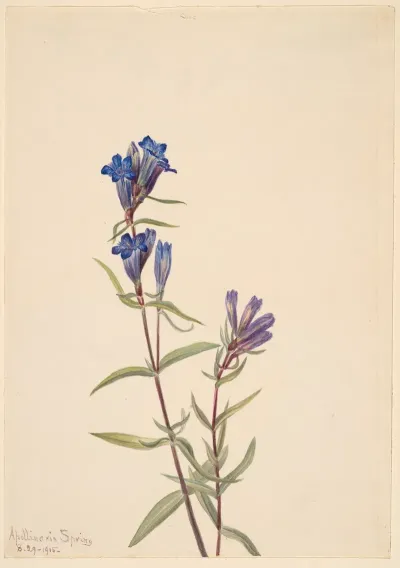 Gentian Gentiana Affinis