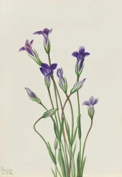 Gentian Gentiana Holopetala
