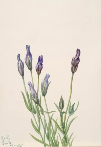 Gentian Gentiana Macounii