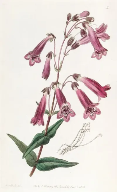 Gentian Like Pentstemon