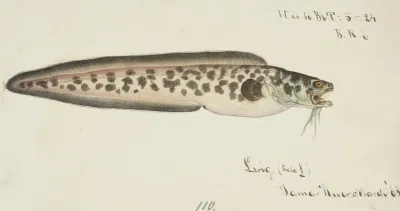 Genypterus Sp Ling