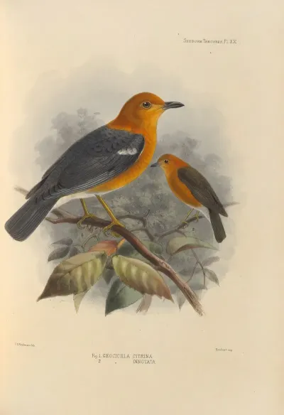 Geocichla Citrina Geocichla Innotata