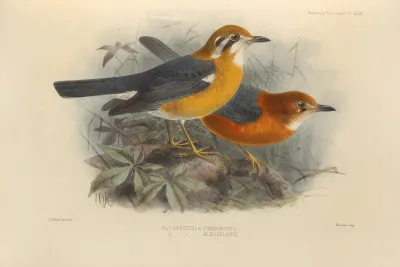 Geocichla Cyanonotus Geocichla Albogularis