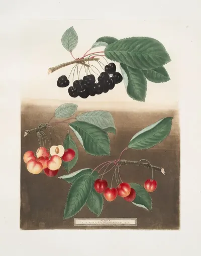 George The Seconds Cherry Groffien Or Biggarou And The Harrisons Heart Cherries