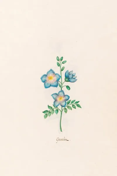 Geranium 6