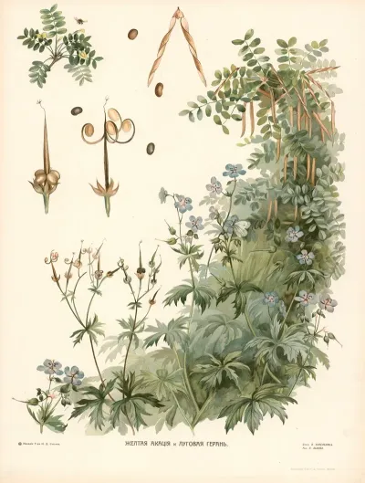 Geranium 7