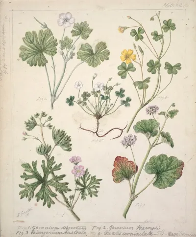 Geranium Dissectum Geranium Traversii Pelargonium Australe Oxalis Corniculata Magellanica