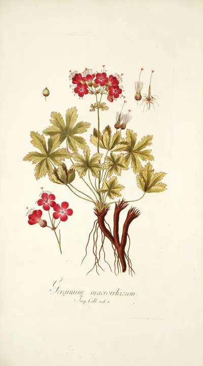 Geranium Macrorrhizum