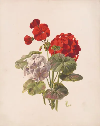 Geranium No 5